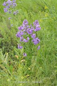 Attēlu rezultāti vaicājumam “Hesperis matronalis leaf”