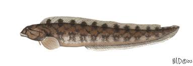 Image result for Zoarces americanus