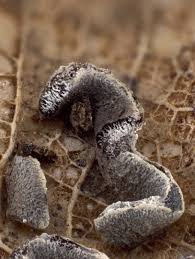 Attēlu rezultāti vaicājumam “Physarum bivalve”