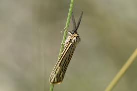 Attēlu rezultāti vaicājumam “Spiris striata”