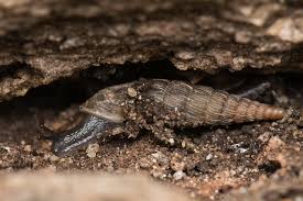 Attēlu rezultāti vaicājumam “Clausiliidae”