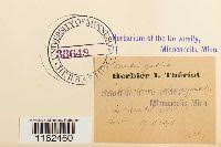 Attēlu rezultāti vaicājumam “Saelania glaucescens”