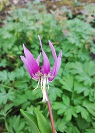 Attēlu rezultāti vaicājumam “Erythronium sibiricum”