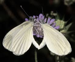 Attēlu rezultāti vaicājumam “Leptidea sinapis underside”