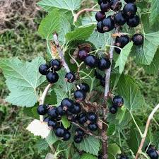 Attēlu rezultāti vaicājumam “Corynephorus canescens fruit”