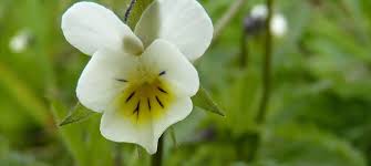 Attēlu rezultāti vaicājumam “Viola arvensis”