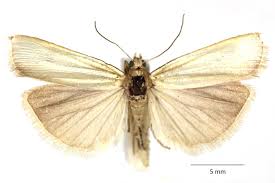 Attēlu rezultāti vaicājumam “Crambus pratella”