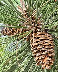 Attēlu rezultāti vaicājumam “Pinus ponderosa”