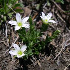 Attēlu rezultāti vaicājumam “Arenaria procera leaf”