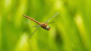 Attēlu rezultāti vaicājumam “Aeshna isoceles”