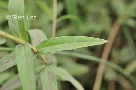 Attēlu rezultāti vaicājumam “Lythrum salicaria leaf”