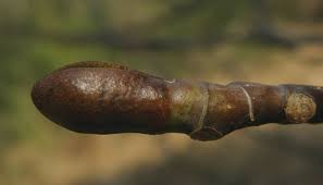 Attēlu rezultāti vaicājumam “Liriodendron tulipifera bud”