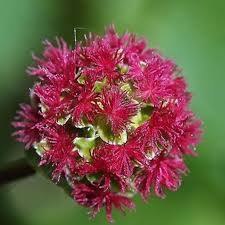 Image result for Sanguisorba minor