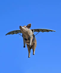 Image result for flying pigs