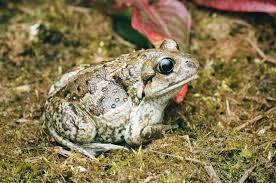 Attēlu rezultāti vaicājumam “Pelobates fuscus”