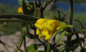 Attēlu rezultāti vaicājumam “Melampyrum sylvaticum”