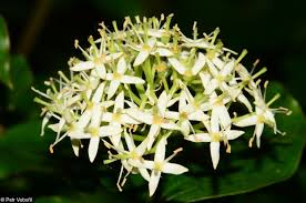 Attēlu rezultāti vaicājumam “Cornus alba”