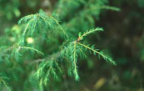 Attēlu rezultāti vaicājumam “Juniperus communis leaf”