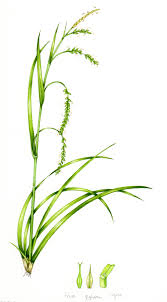 Attēlu rezultāti vaicājumam “Carex sylvatica leaf”