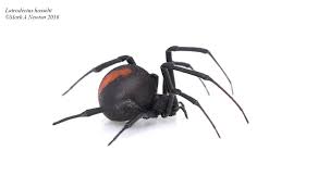 Attēlu rezultāti vaicājumam “Theridiidae”