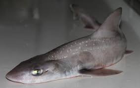 Image result for Mustelus asterias