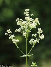 Attēlu rezultāti vaicājumam “Galium boreale fruit”