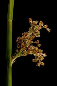 Attēlu rezultāti vaicājumam “Juncus conglomeratus fruit”