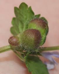 Attēlu rezultāti vaicājumam “Liposthenes glechomae”