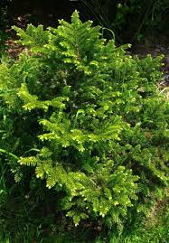 Attēlu rezultāti vaicājumam “Abies mariesii”