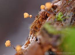 Attēlu rezultāti vaicājumam “Trichia botrytis var. cerifera”