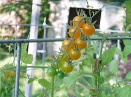 Afbeeldingsresultaat voor broad ripple yellow currant tomato