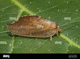 Attēlu rezultāti vaicājumam “Drepanepteryx phalaenoides”