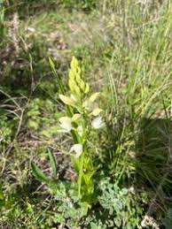 Attēlu rezultāti vaicājumam “Cephalanthera longifolia”