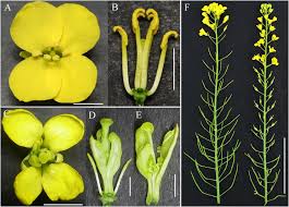 Attēlu rezultāti vaicājumam “Brassica napus”