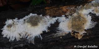 Attēlu rezultāti vaicājumam “Coniophora puteana”