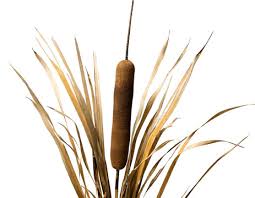 Image result for Rohrkolben