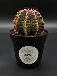 Image result for Gymnocalycium