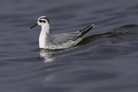 Attēlu rezultāti vaicājumam “Phalaropus fulicarius adult”