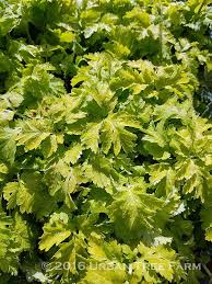 Image result for Tanacetum parthenium