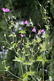 Attēlu rezultāti vaicājumam “Geranium palustre”