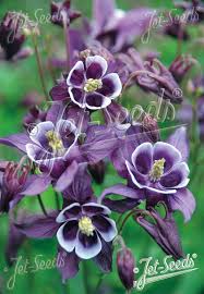Image result for Aquilegia vulgaris