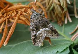 Attēlu rezultāti vaicājumam “Protodeltote pygarga”