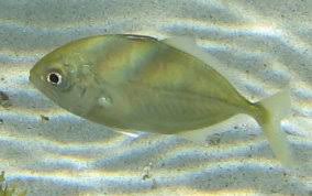 Image result for Caranx bartholomaei