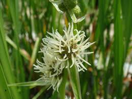 Attēlu rezultāti vaicājumam “Sparganium erectum aggr. leaf”