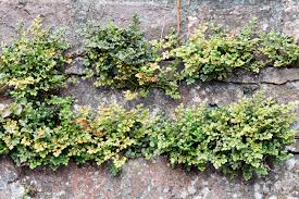 Attēlu rezultāti vaicājumam “Asplenium ruta-muraria”