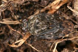 Attēlu rezultāti vaicājumam “Saldula saltatoria”