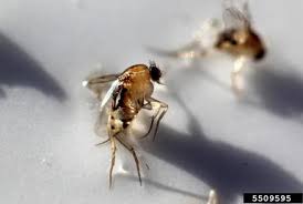 Attēlu rezultāti vaicājumam “Phoridae”