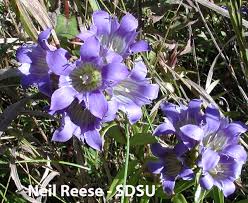 Attēlu rezultāti vaicājumam “Gentianaceae”