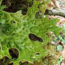 Attēlu rezultāti vaicājumam “Lobaria pulmonaria”