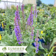 Image result for Salvia nemorosa